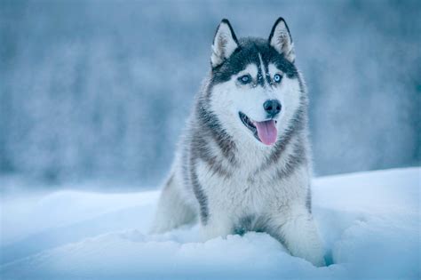 Free Download Winter Dog Snow Hd Wallpapers Download 2560x1706 For
