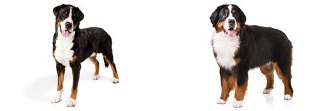 10 facts no buyer should ignore. Greater Swiss Mountain Dog vs Bernese Mountain Dog - Breed ...