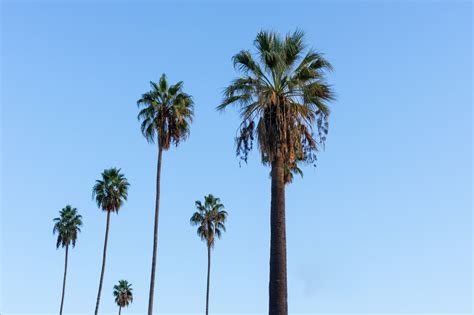 The 10 Types Of Palm Trees In California