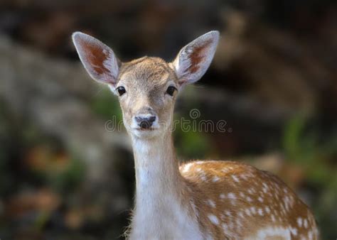 White Tailed Deer Fawn Closeup Portrait In Forest Stock Image Image