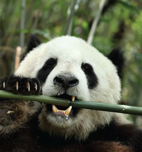 Giant Pandas Thrive On Bamboo Thanks To Belly Bacteria Live Science