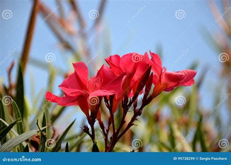 Red Oleander Flower In Summer Bloom Stock Image Image Of Nature