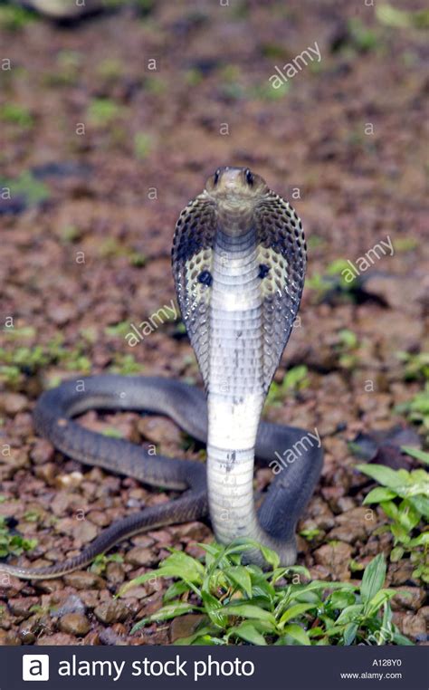Poisonous Snake King Cobra With Hood Open Danger Alert Ready At Stock