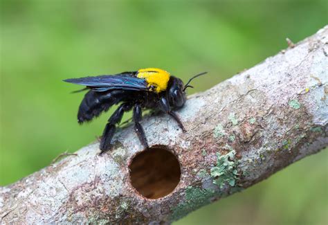 What Do Carpenter Bees Look Like Carpenter Bee Identification Guide