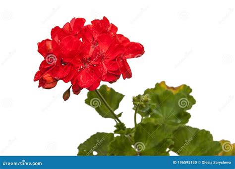 Blooming Red Double Pelargonium Stock Photo Image Of Hybrid Early