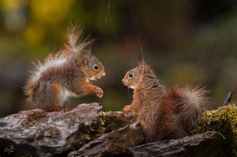 Squirrel Meeting In The Rain By Marc Tornambé Squirrel Baby Squirrel