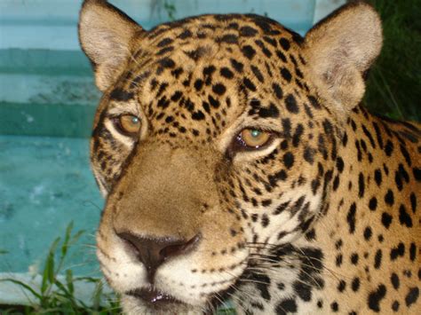 Polish your personal project or design with these jaguar cat transparent png images, make it even more personalized and more attractive. Animal Galleries, pictures of animals from around the ...