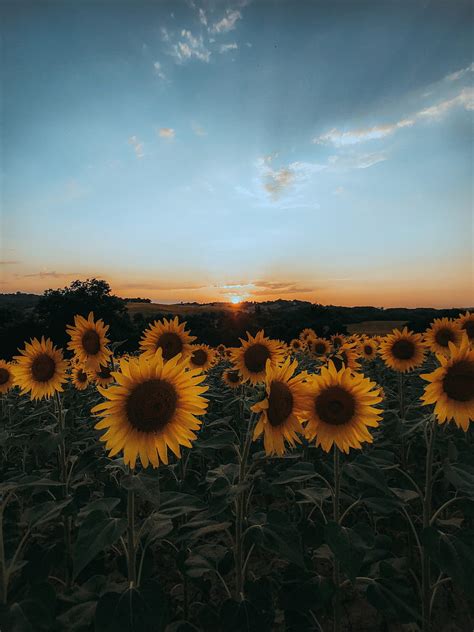 Sunflowers Flowers Yellow Field Sunset Hd Phone Wallpaper Peakpx