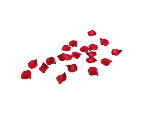 Rose Petals Png Isolated Hd Png Mart