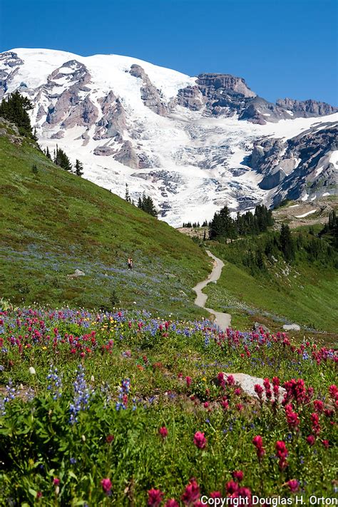 The Alta Vista Trail Climbs Toward Mt Rainier Near The Paradise