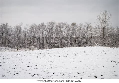 Snowy Tree Line Snow Covered Field Stock Photo Edit Now 1313226707