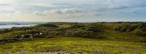 Dit Zijn De Mooiste Wandelroutes Door Het Westland Bezoek Westland