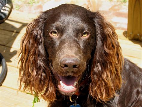 Cocker spaniels are typically friendly with other dogs and with cats. Boykin Spaniel - Pantano poodle - Dogs breeds | Pets