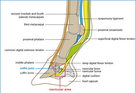 • if in palm à make distal to lumbrical • lumbrical left alone unless involved in scar. Left Leg Flexor Tendon Location / Issues Around The Hip ...