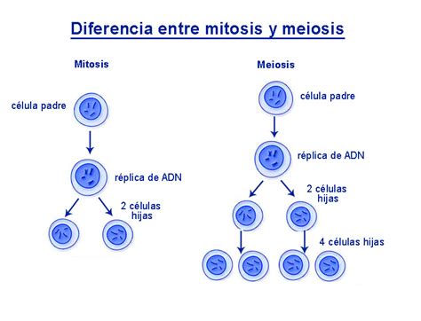 Que Diferencia Hay Entre La Meiosis Y La Mitosis Esta Diferencia