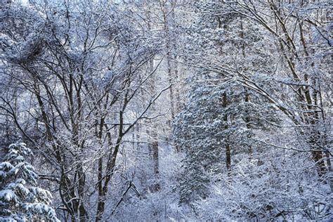 幻想的な冬の白い森の無料写真素材 id 32748｜ぱくたそ
