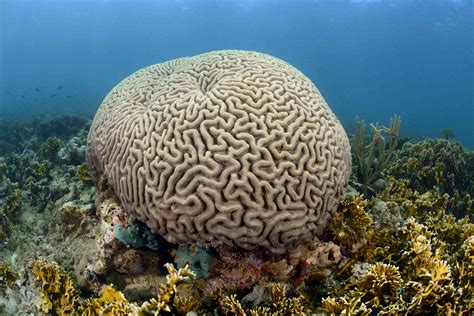 ¿qué Son Los Arrecifes De Coral
