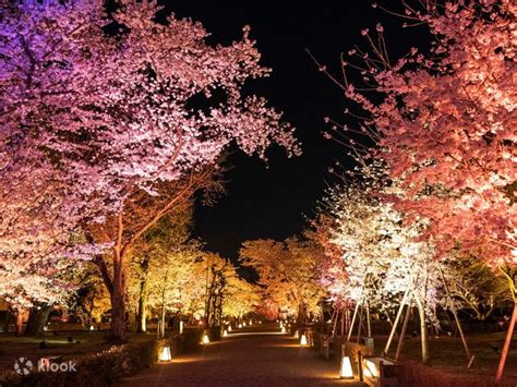 Naked Flowers Sakura World Heritage Nijo Castle Admission In Kyoto Klook New Zealand