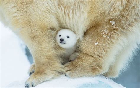 16 Adorable Pics Of Baby Polar Bear No 5 Is My Fav Reckon Talk