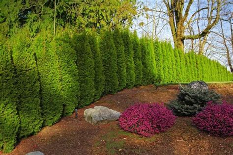 Cedar Hedges For Privacy Landscaping Security Surrey Vancouver
