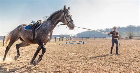 5 Ways To Improve Your Horses Fitness Horses Horse Training Tips