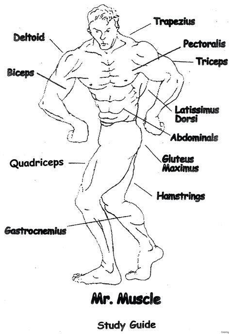 Muscular System Drawing At Getdrawings Free Download