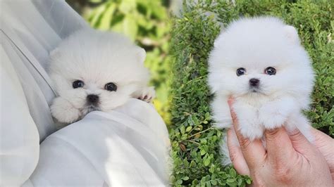 ☕️🥰lovely Teacup Pomeranian Puppy White Youtube