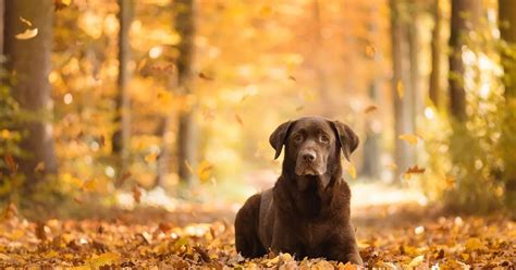 Fall Dog Wallpaper Wallpaper Autumn Dog Red Maple Leaves 1920x1200 Hd