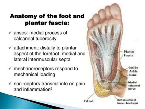 Ppt Heel Pain Plantar Fasciitis Powerpoint Presentation Id6397090