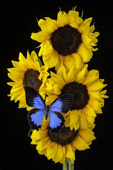 Four Sunflowers And Blue Butterfly Photograph By Garry Gay