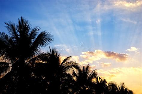Palm Trees Silhouette At Sunset Stock Image Image Of Evening
