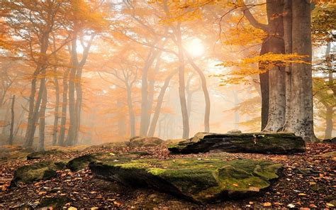 Landscape Nature Sunrise Forest Fall Leaves Trees Mist Moss