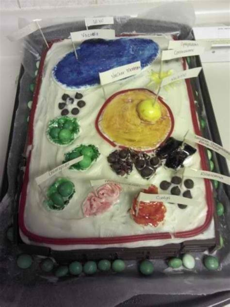 For the base of the cell, we used a rice cake. EDIBLE Plant Cell Model- Cake and Candy :) Marshmallow ...
