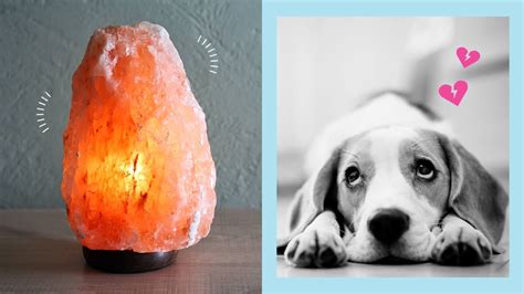 While salt per se isn't deadly for them, they can only take up to 16.7 mg of salt daily. Himalayan Salt Lamps Are Dangerous For Your Pets