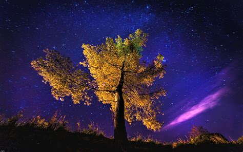 Download Star Starry Sky Night Fall Photography Nature Tree Hd Wallpaper