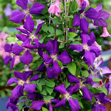 Clematis Plants Near Me Flowers Of Perennial Clematis Vines In The