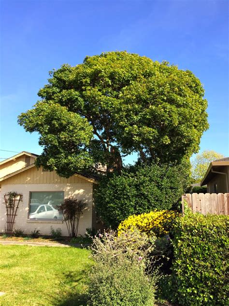 Trees Of Santa Cruz County Acer Truncatum Shantung Maple