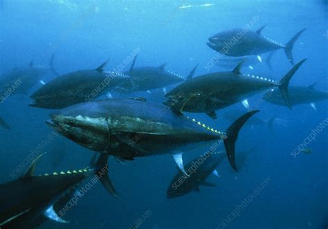 Последние твиты от tuna (@iamtunamusic). Longtail tuna fish - Stock Image - Z605/0654 - Science ...