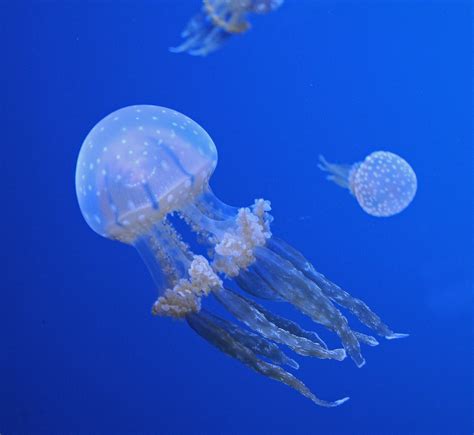 Free Images Ocean Animal Jellyfish Coral Invertebrate Cnidaria