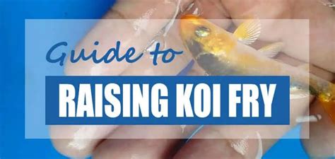 How To Care For And Raise Koi Fry Growing Tips Pond Informer