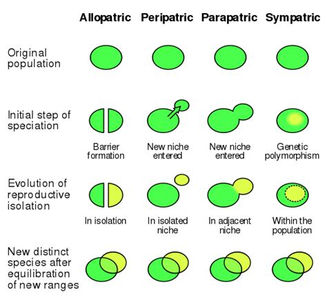 Parapatric Speciation Wikipedia Comparison Of Allopatric Peripatric