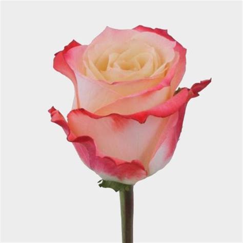 Rose Cabaret 40 Cm Wholesale Blooms By The Box