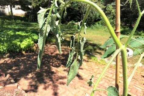 Tomato Leaves Curling Fix It Fast Tomato Geek Veg Garden Garden