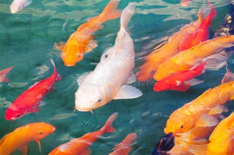 Beautiful Koi Fish Stock Image Image Of Oriental Hobby 26246015