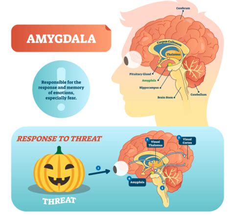 Is Your Amygdala Hijacking Your Sales Plan The Fusebox
