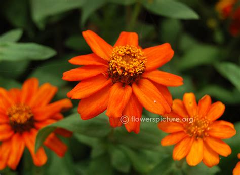 They also have cinnamon speckles towards the throat. Flowers by Name-O Gallery, Photos, Names