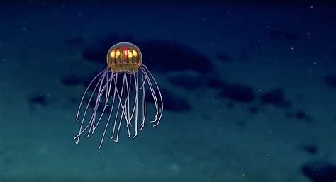 Hypnotic New Jellyfish Species Discovered 23 Miles Under The Sea