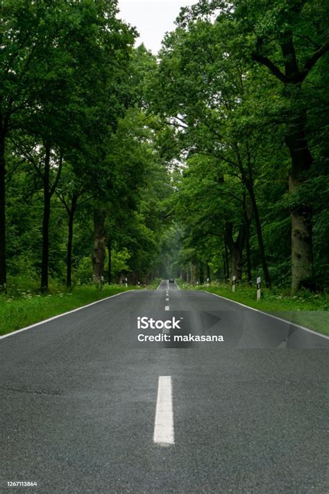 Empty Blacktop Twolane Road In Deep Lush Green Forest With Copy Space