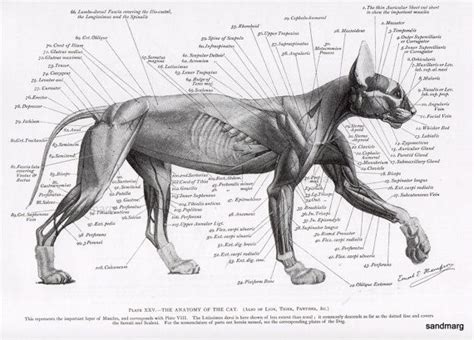 Cat Anatomy Muscles 1896 Reprint Ernest Thompson Seton Verso Dog And