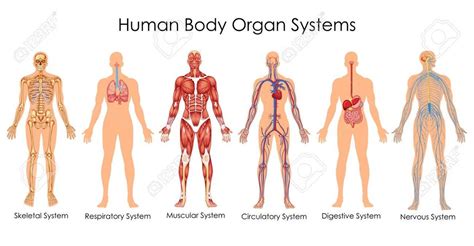 Central Nervous System Human Body